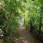 Die-Karlspromenade-führt-durch-einen-lichten-Blätterwald