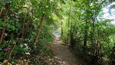 Die Karlspromenade führt durch einen lichten Blätterwald