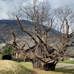 Die Edelkastanie vor dem Ansitz Lusenegg ist zwischen 600 und 800 Jahre alt