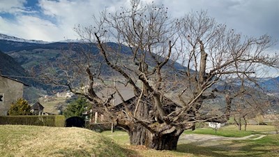 Die Edelkastanie vor dem Ansitz Lusenegg ist zwischen 600 und 800 Jahre alt