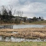 Am idyllischen Biotop Laugen