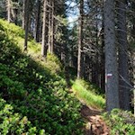 Durch den Wald auf den Scheibenberg