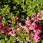 I rododendri costeggiano il sentiero escursionistico per il rifugio Fanes