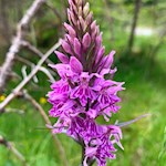 Auch das Knabenkraut gedeiht in Pfitsch