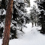 Durch den trauten Winterwald zum Hofer Alpl