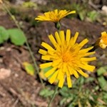 In den Wiesen um den Latemar gedeihen zarte Blümchen