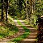 Forstweg am Pflaurenzer Kopf