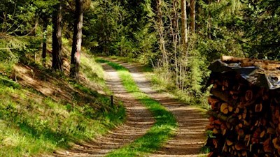 Forstweg am Pflaurenzer Kopf