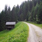 Der Wanderung zur Bacherhütte führt durch einen friedvollen Nadelwald