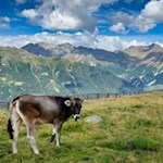Um die Genterer Alm weiden zahlreiche Almtiere