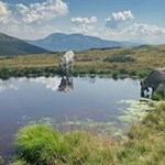 Almtiere stillen ihren Durst am Wegesrand
