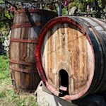 Längs des Algunder Waalweges werden unterschiedlichste Rot- und Weißweinsorten angebaut