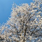 „Alles freuet sich und hoffet, wenn der Frühling sich erneut.“ (Friedrich Schiller)