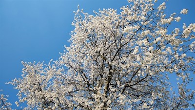 „Alles freuet sich und hoffet, wenn der Frühling sich erneut.“ (Friedrich Schiller)