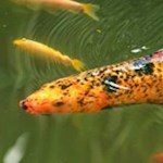 Japanische Karpfen tummeln sich im lauschigen Teich des Arboretums