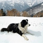 Hier wache ich - der Hüttenhund der Weizgruberalm