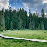 Die Bergerlebniswelt führt unter anderem durch ein Moor