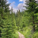 Auf nahezu ebenen Wegen zur Frommeralm