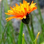 Gold-Pippau am Wegesrand auf der Raschötz