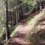 Durch den lichtdurchfluteten Wald zur Wollbachalm