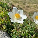 Im Frühsommer gedeihen zahlreiche Küchenschellen in den Bergwiesen um den Golfen