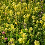 Auch der Grannen-Klappertopf gedeiht in den Wiesen des Salten