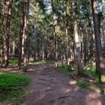 Auf Tierspurensuche durch den Wald