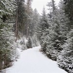 Durch den friedvollen Nadelwald zur Bacherhütte