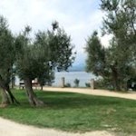 Già prima delle Grotte di Catullo, nell'aria si respira il delicato profumo degli ulivi e del rosmarino