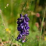 Auch der giftige Eisenhut gedeiht in den bunten Almwiesen