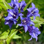 Schwalbenschwanzenzian