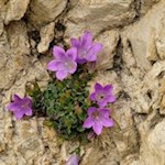 Auch die sehr seltene und gefährdete Moretti-Glockenblume gedeiht am Lagazuoi