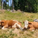 Längs des Weges weiden zufriedene Almkühe