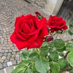 Blühende Rosen am Wegesrand