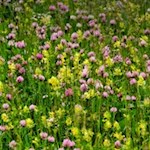 In den saftigen Weidewiesen gedeihen unter anderem der Rotklee und der Klappertopf