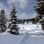 Der Weg Nr. 68B führt durch einen lichten, märchenhaft verschneiten Wald