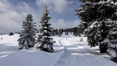 Der Weg Nr. 68B führt durch einen lichten, märchenhaft verschneiten Wald