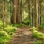 Wer einen schnelleren Anstieg bevorzugt, kann auch die schmalen Waldpfade einschlagen