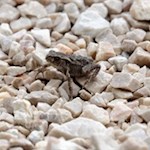 Rana sulla spiaggia di ghiaia del lago di Landro