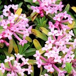 Even the delicate Daphne Striata thrives by the wayside 