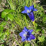 Auch der tiefblaue Enzian gedeiht auf dem Salten