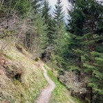 Durch den Wald in Richtung Tschamin Schwaige