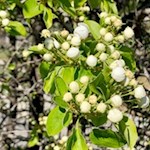 „Die Natur allein ist unendlich reich und sie allein bildet den großen Künstler.“ (J. W. von Goethe)