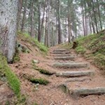 Im sanften Anstieg durch den Wald