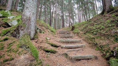 Im sanften Anstieg durch den Wald