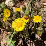 Huflattiche am Rundwanderweg Tiers