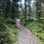 Der Weg führt durch einen Nadelwald