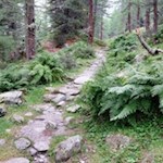 Zunächst wandert man im steten Anstieg durch den Wald