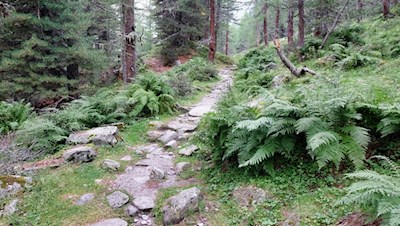 Zunächst wandert man im steten Anstieg durch den Wald