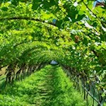 Seit dem Mittelalter sind hier Obstbäume belegt